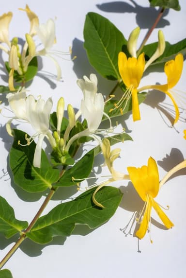Honeysuckle