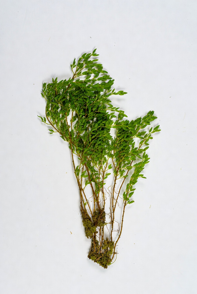 Huperzine A botanical source