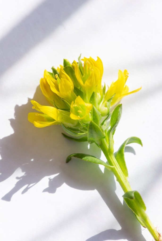 Rhodiola rosea plant and flowers