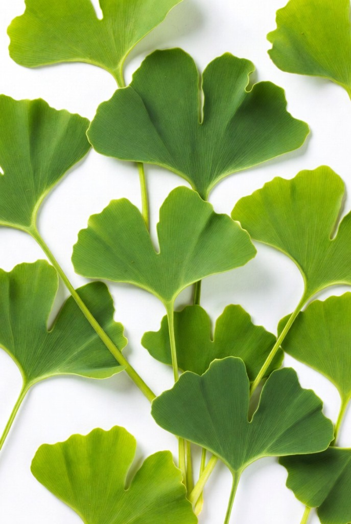 Fresh ginkgo biloba leaves