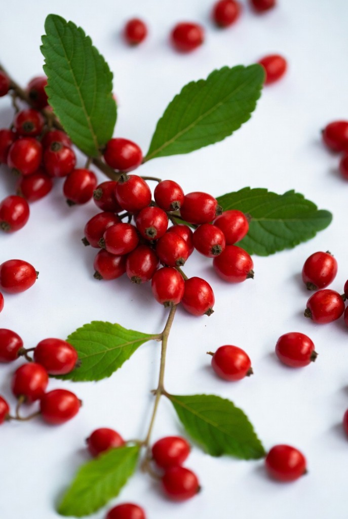 Guarana berries and plant